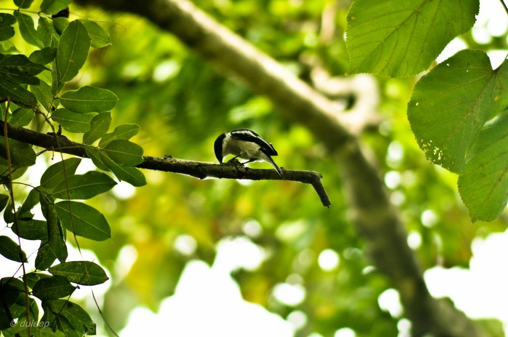 Amaranta Classic Retreat Bambaragaleyaya Luaran gambar